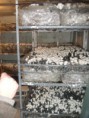 /album/micro-projets/culture-de-champignons-tuzla-jpg/